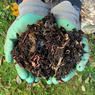 hands in garden gloves holding a handful of dirt and earthworms
