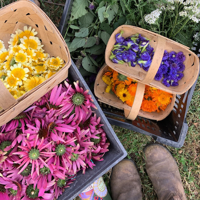 baskets full of colorful fresh harvested edible flowers and medicinal herbs