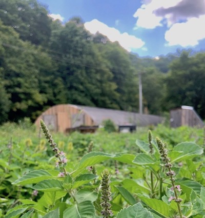 tulsi in bloom with high tunnel in the background