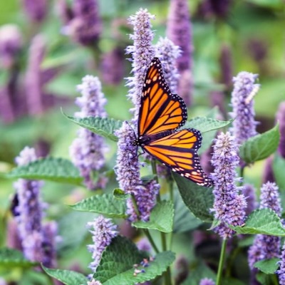 anise hyssop with monarch butterfly