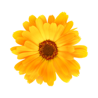 calendula flower