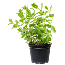 potted medicinal herb plant start