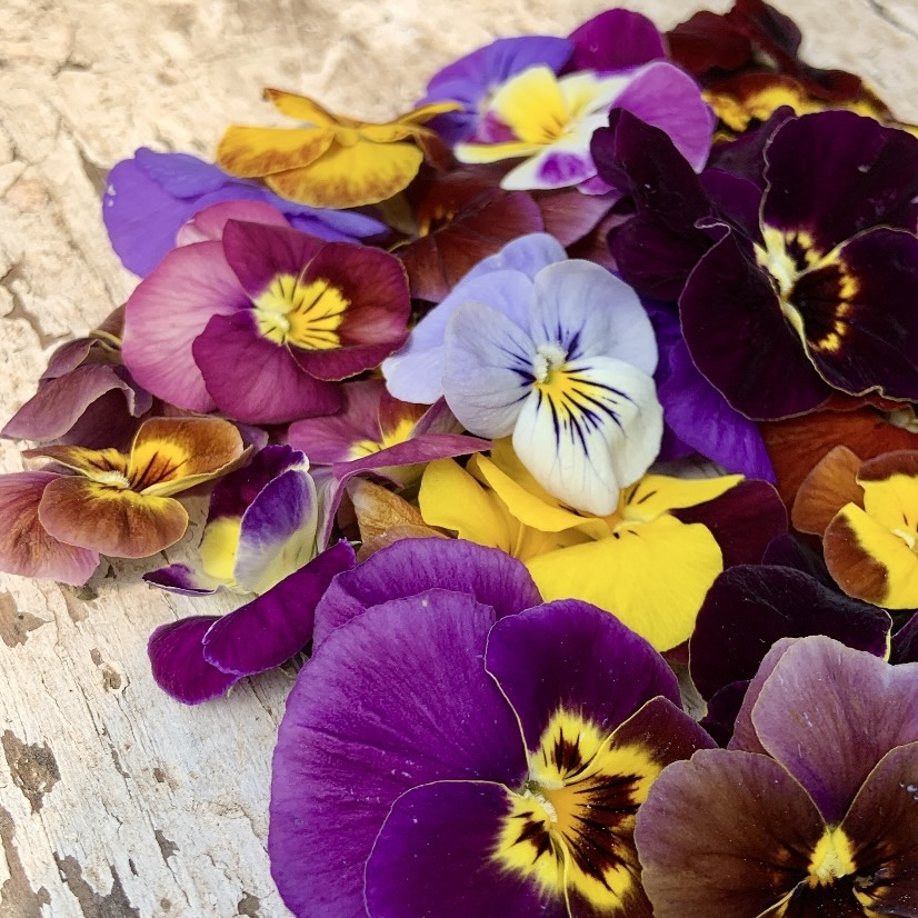 edible pansy flowers